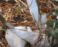 frostweed 5.jpg